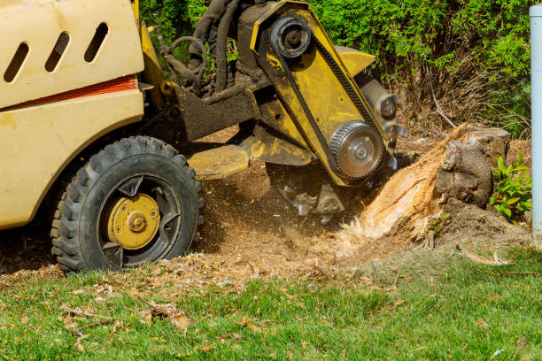 Trusted Zeigler, IL Tree Removal Experts