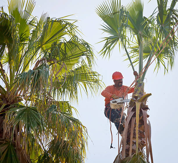 How Our Tree Care Process Works  in  Zeigler, IL